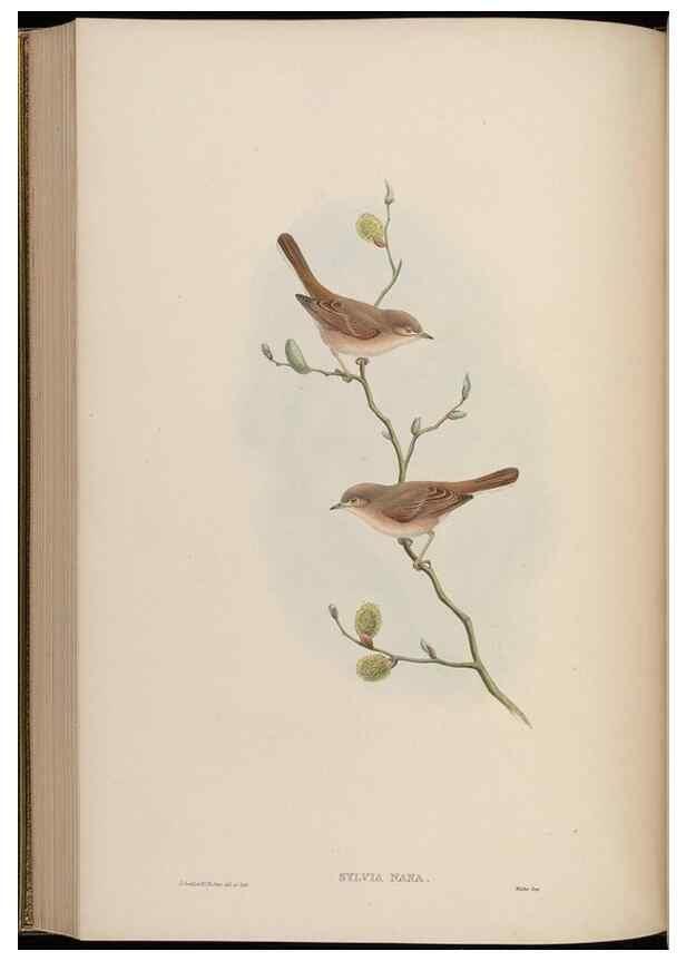 Reproducción/Reproduction 48629929043: Birds of Asia / by John Gould.. London :Printed by Taylor and Francis, pub. by the author,1850-1883.. 
