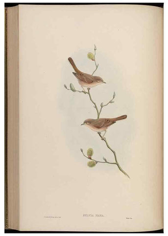 Reproducción/Reproduction 48629929043: Birds of Asia / by John Gould.. London :Printed by Taylor and Francis, pub. by the author,1850-1883.. 