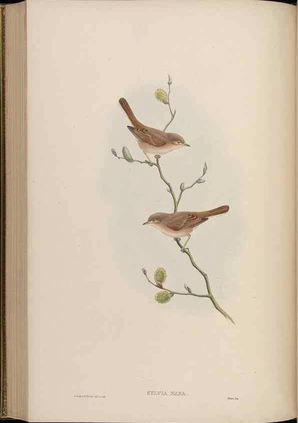 Reproducción/Reproduction 48629929043: Birds of Asia / by John Gould.. London :Printed by Taylor and Francis, pub. by the author,1850-1883.. 
