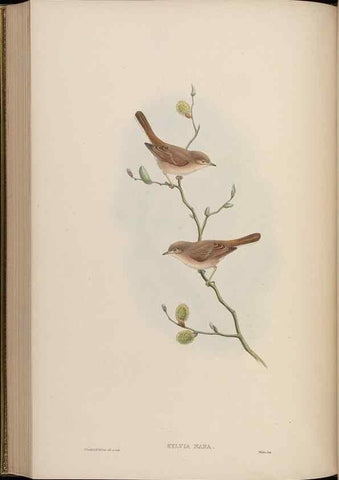 Reproducción/Reproduction 48629929043: Birds of Asia / by John Gould.. London :Printed by Taylor and Francis, pub. by the author,1850-1883.. 
