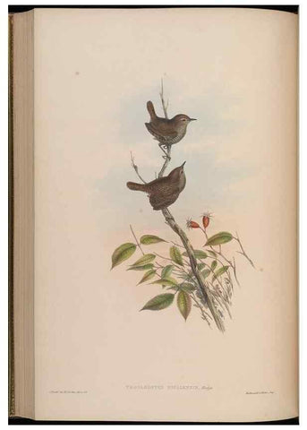 Reproducción/Reproduction 48630283106: Birds of Asia / by John Gould.. London :Printed by Taylor and Francis, pub. by the author,1850-1883.. 
