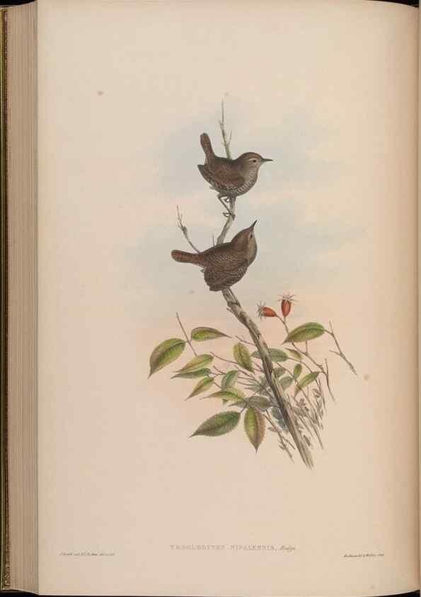 Reproducción/Reproduction 48630283106: Birds of Asia / by John Gould.. London :Printed by Taylor and Francis, pub. by the author,1850-1883.. 