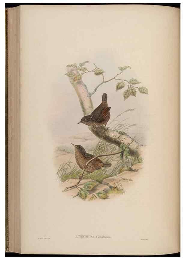 Reproducción/Reproduction 48630283471: Birds of Asia / by John Gould.. London :Printed by Taylor and Francis, pub. by the author,1850-1883.. 