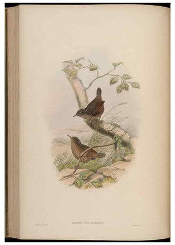 Reproducción/Reproduction 48630283471: Birds of Asia / by John Gould.. London :Printed by Taylor and Francis, pub. by the author,1850-1883.. 