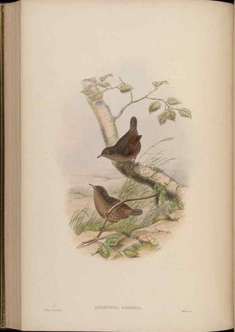 Reproducción/Reproduction 48630283471: Birds of Asia / by John Gould.. London :Printed by Taylor and Francis, pub. by the author,1850-1883.. 