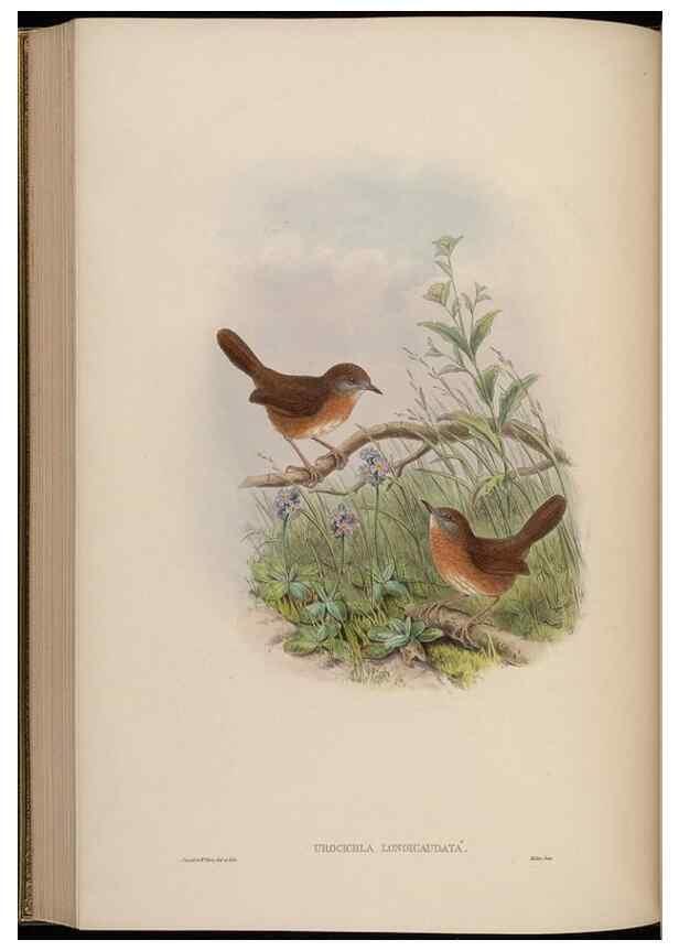 Reproducción/Reproduction 48630283761: Birds of Asia / by John Gould.. London :Printed by Taylor and Francis, pub. by the author,1850-1883.. 