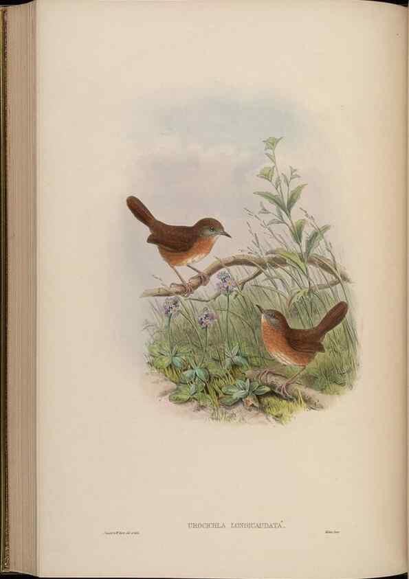 Reproducción/Reproduction 48630283761: Birds of Asia / by John Gould.. London :Printed by Taylor and Francis, pub. by the author,1850-1883.. 