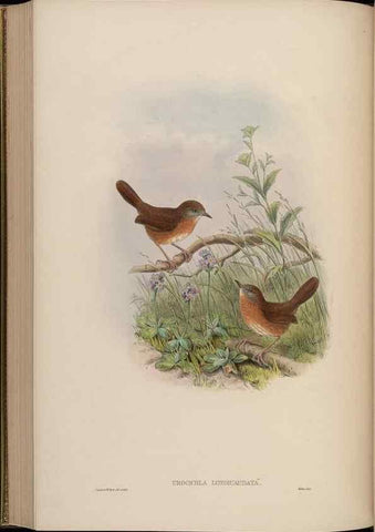 Reproducción/Reproduction 48630283761: Birds of Asia / by John Gould.. London :Printed by Taylor and Francis, pub. by the author,1850-1883.. 