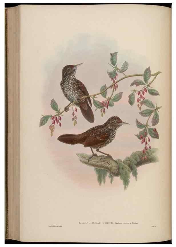Reproducción/Reproduction 48629930358: Birds of Asia / by John Gould.. London :Printed by Taylor and Francis, pub. by the author,1850-1883.. 