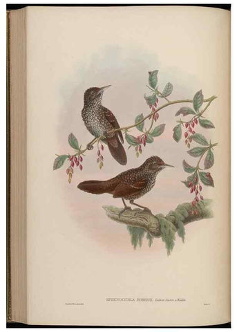 Reproducción/Reproduction 48629930358: Birds of Asia / by John Gould.. London :Printed by Taylor and Francis, pub. by the author,1850-1883.. 