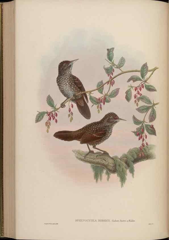 Reproducción/Reproduction 48629930358: Birds of Asia / by John Gould.. London :Printed by Taylor and Francis, pub. by the author,1850-1883.. 