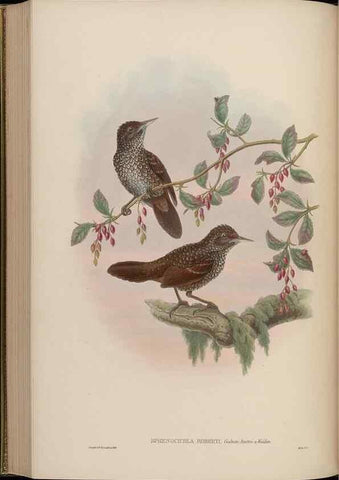 Reproducción/Reproduction 48629930358: Birds of Asia / by John Gould.. London :Printed by Taylor and Francis, pub. by the author,1850-1883.. 
