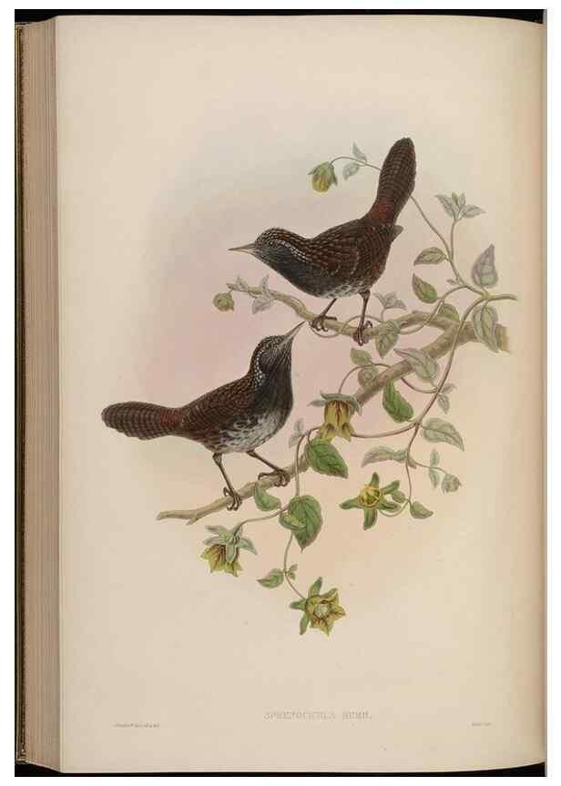 Reproducción/Reproduction 48629930738: Birds of Asia / by John Gould.. London :Printed by Taylor and Francis, pub. by the author,1850-1883.. 