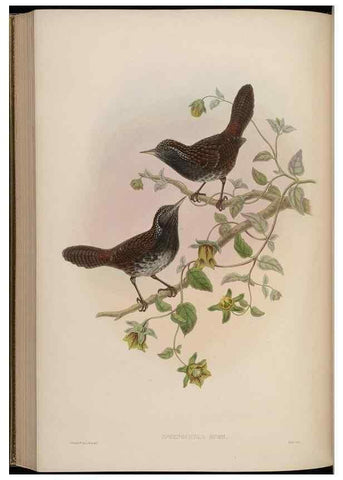 Reproducción/Reproduction 48629930738: Birds of Asia / by John Gould.. London :Printed by Taylor and Francis, pub. by the author,1850-1883.. 