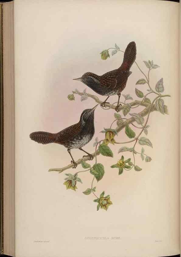 Reproducción/Reproduction 48629930738: Birds of Asia / by John Gould.. London :Printed by Taylor and Francis, pub. by the author,1850-1883.. 