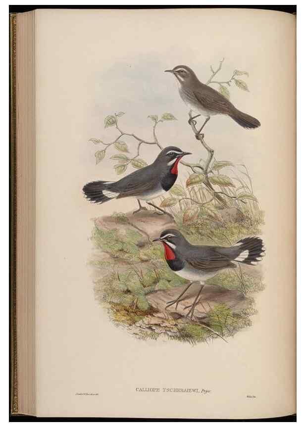 Reproducción/Reproduction 48630279956: Birds of Asia / by John Gould.. London :Printed by Taylor and Francis, pub. by the author,1850-1883.. 