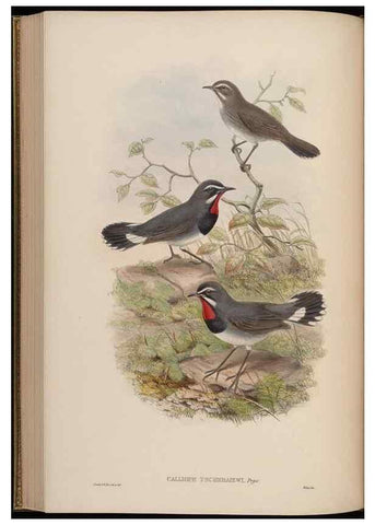 Reproducción/Reproduction 48630279956: Birds of Asia / by John Gould.. London :Printed by Taylor and Francis, pub. by the author,1850-1883.. 