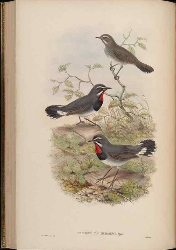 Reproducción/Reproduction 48630279956: Birds of Asia / by John Gould.. London :Printed by Taylor and Francis, pub. by the author,1850-1883.. 