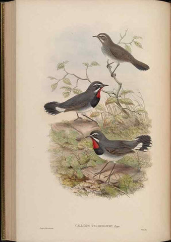 Reproducción/Reproduction 48630279956: Birds of Asia / by John Gould.. London :Printed by Taylor and Francis, pub. by the author,1850-1883.. 