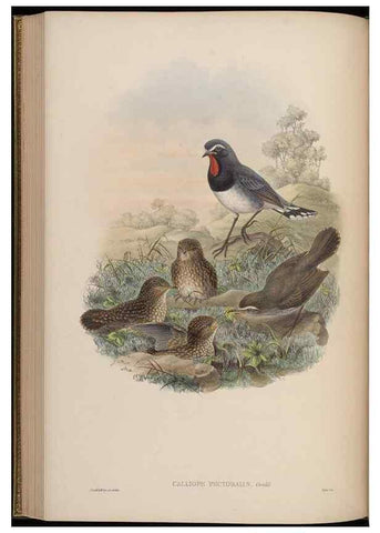Reproducción/Reproduction 48629925788: Birds of Asia / by John Gould.. London :Printed by Taylor and Francis, pub. by the author,1850-1883.. 