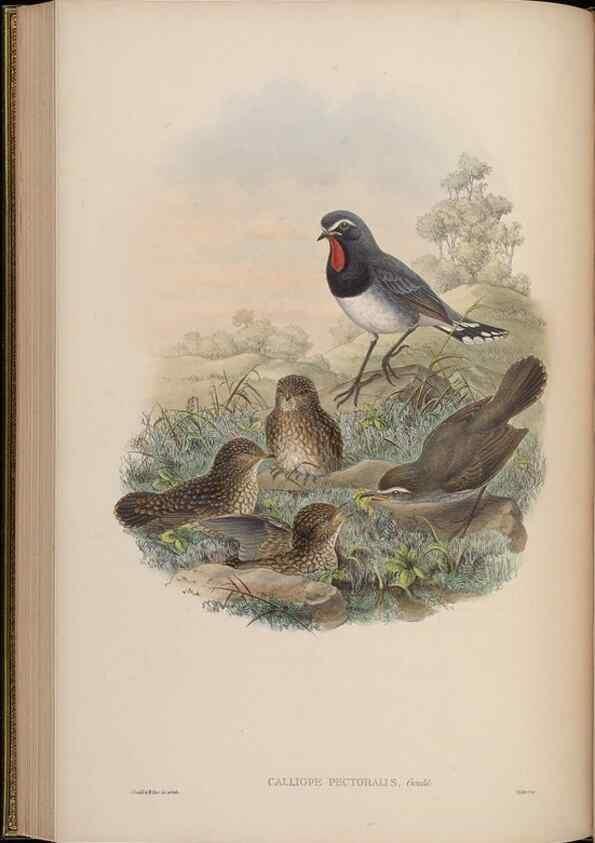 Reproducción/Reproduction 48629925788: Birds of Asia / by John Gould.. London :Printed by Taylor and Francis, pub. by the author,1850-1883.. 