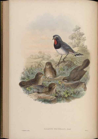 Reproducción/Reproduction 48629925788: Birds of Asia / by John Gould.. London :Printed by Taylor and Francis, pub. by the author,1850-1883.. 