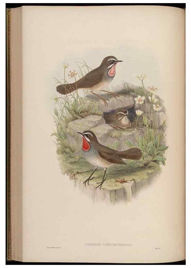 Reproducción/Reproduction 48630279211: Birds of Asia / by John Gould.. London :Printed by Taylor and Francis, pub. by the author,1850-1883.. 