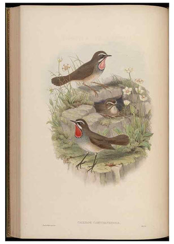Reproducción/Reproduction 48630279211: Birds of Asia / by John Gould.. London :Printed by Taylor and Francis, pub. by the author,1850-1883.. 