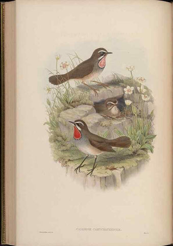 Reproducción/Reproduction 48630279211: Birds of Asia / by John Gould.. London :Printed by Taylor and Francis, pub. by the author,1850-1883.. 