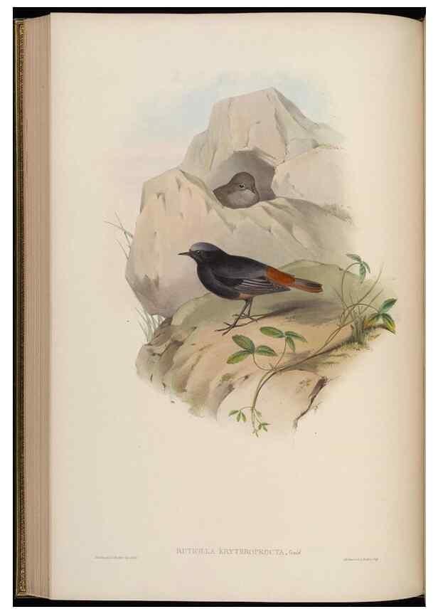 Reproducción/Reproduction 48629925123: Birds of Asia / by John Gould.. London :Printed by Taylor and Francis, pub. by the author,1850-1883.. 