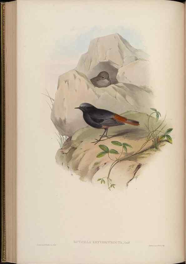 Reproducción/Reproduction 48629925123: Birds of Asia / by John Gould.. London :Printed by Taylor and Francis, pub. by the author,1850-1883.. 