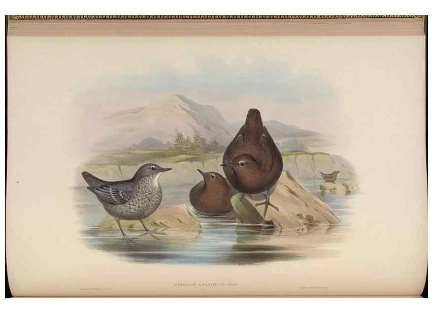 Reproducción/Reproduction 48630425087: Birds of Asia / by John Gould.. London :Printed by Taylor and Francis, pub. by the author,1850-1883.. 