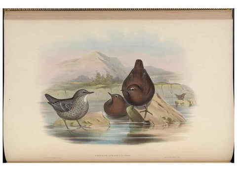 Reproducción/Reproduction 48630425087: Birds of Asia / by John Gould.. London :Printed by Taylor and Francis, pub. by the author,1850-1883.. 