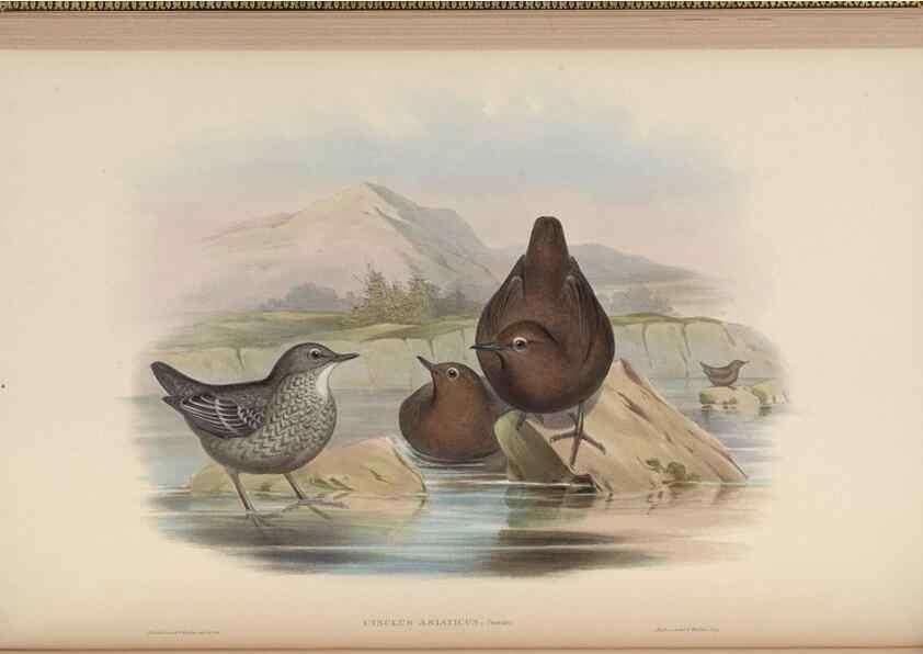 Reproducción/Reproduction 48630425087: Birds of Asia / by John Gould.. London :Printed by Taylor and Francis, pub. by the author,1850-1883.. 