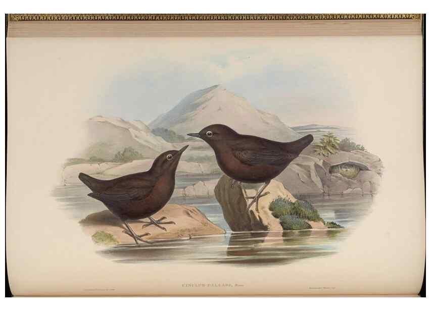 Reproducción/Reproduction 48630273236: Birds of Asia / by John Gould.. London :Printed by Taylor and Francis, pub. by the author,1850-1883.. 