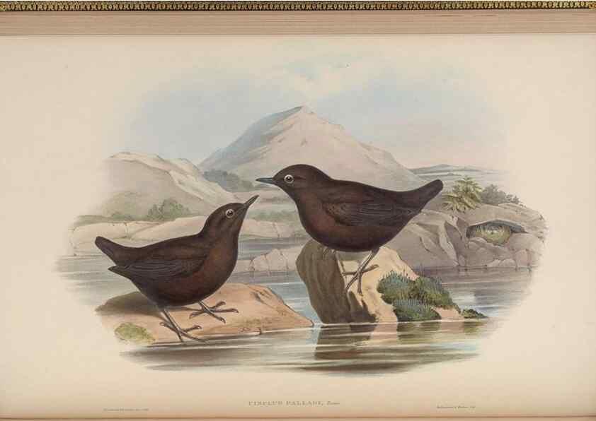 Reproducción/Reproduction 48630273236: Birds of Asia / by John Gould.. London :Printed by Taylor and Francis, pub. by the author,1850-1883.. 