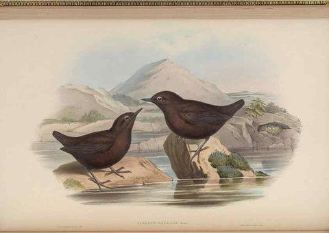 Reproducción/Reproduction 48630273236: Birds of Asia / by John Gould.. London :Printed by Taylor and Francis, pub. by the author,1850-1883.. 