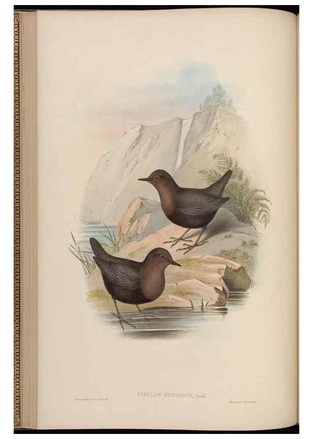 Reproducción/Reproduction 48630425677: Birds of Asia / by John Gould.. London :Printed by Taylor and Francis, pub. by the author,1850-1883.. 