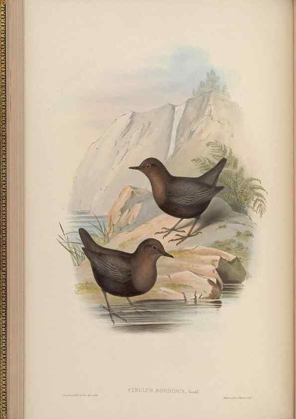 Reproducción/Reproduction 48630425677: Birds of Asia / by John Gould.. London :Printed by Taylor and Francis, pub. by the author,1850-1883.. 