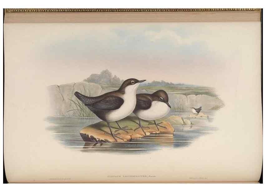 Reproducción/Reproduction 48629920403: Birds of Asia / by John Gould.. London :Printed by Taylor and Francis, pub. by the author,1850-1883.. 