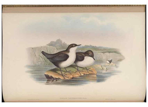 Reproducción/Reproduction 48629920403: Birds of Asia / by John Gould.. London :Printed by Taylor and Francis, pub. by the author,1850-1883.. 