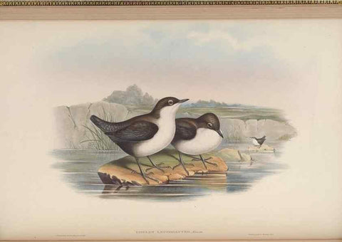 Reproducción/Reproduction 48629920403: Birds of Asia / by John Gould.. London :Printed by Taylor and Francis, pub. by the author,1850-1883.. 