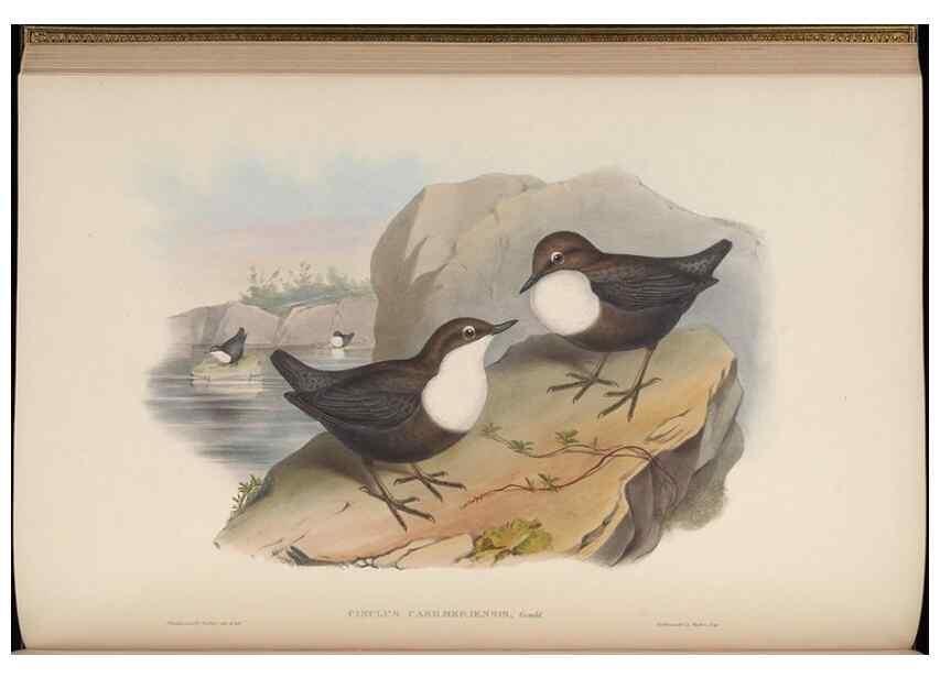 Reproducción/Reproduction 48630274371: Birds of Asia / by John Gould.. London :Printed by Taylor and Francis, pub. by the author,1850-1883.. 