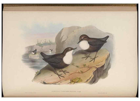 Reproducción/Reproduction 48630274371: Birds of Asia / by John Gould.. London :Printed by Taylor and Francis, pub. by the author,1850-1883.. 