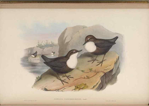 Reproducción/Reproduction 48630274371: Birds of Asia / by John Gould.. London :Printed by Taylor and Francis, pub. by the author,1850-1883.. 