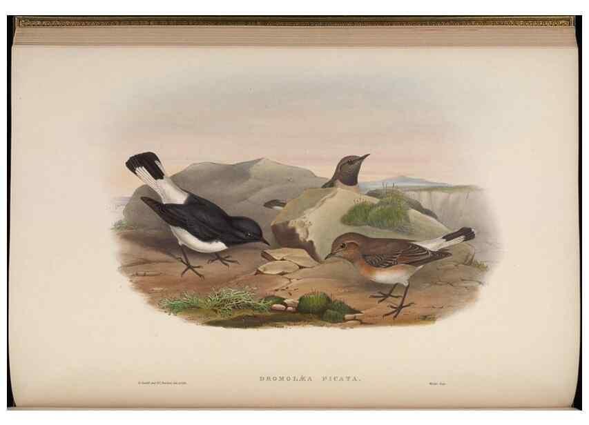 Reproducción/Reproduction 48630426882: Birds of Asia / by John Gould.. London :Printed by Taylor and Francis, pub. by the author,1850-1883.. 