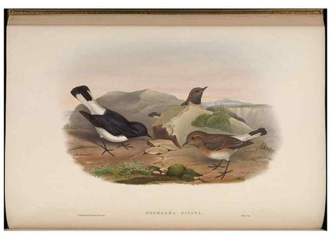 Reproducción/Reproduction 48630426882: Birds of Asia / by John Gould.. London :Printed by Taylor and Francis, pub. by the author,1850-1883.. 