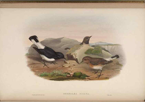 Reproducción/Reproduction 48630426882: Birds of Asia / by John Gould.. London :Printed by Taylor and Francis, pub. by the author,1850-1883.. 