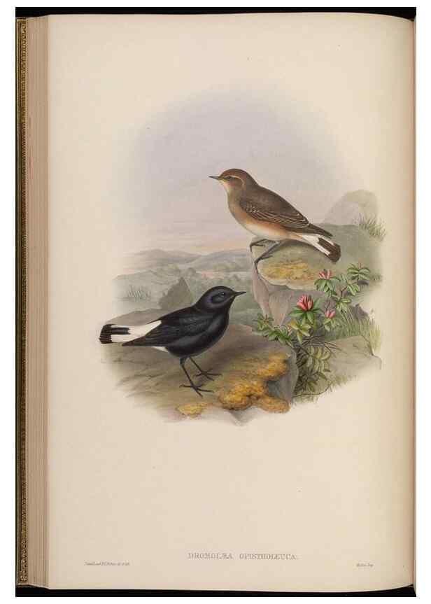 Reproducción/Reproduction 48630427187: Birds of Asia / by John Gould.. London :Printed by Taylor and Francis, pub. by the author,1850-1883.. 