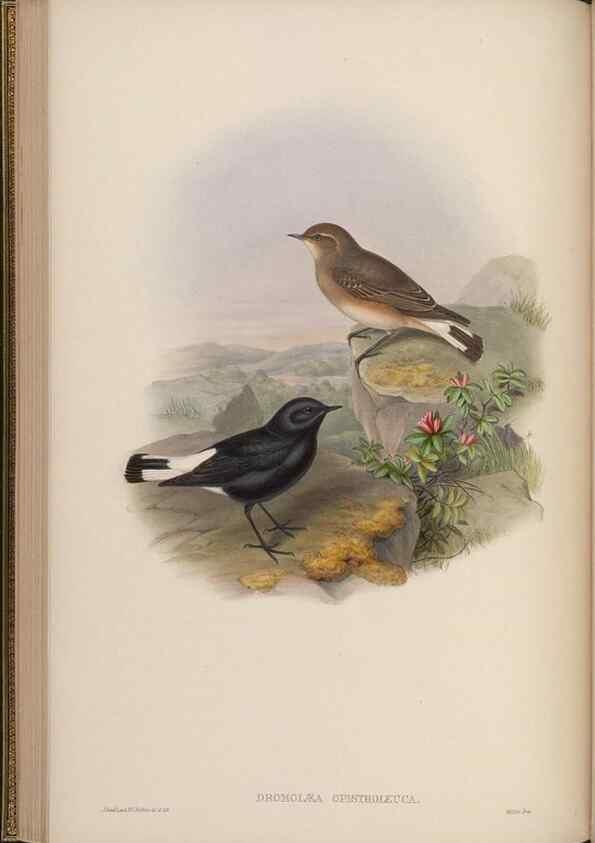 Reproducción/Reproduction 48630427187: Birds of Asia / by John Gould.. London :Printed by Taylor and Francis, pub. by the author,1850-1883.. 